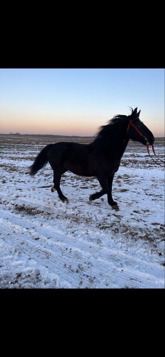 dwie klacze ślaskie