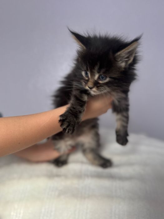 Продам кошенят породи Мейн Кун