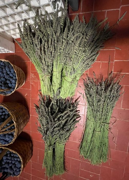 Ramos de Lavanda/alfazema seca
