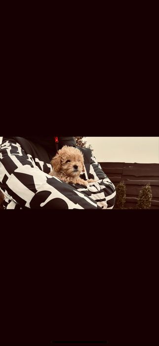 P r e m i u m ‼️ Мини мальтипу F-1,,