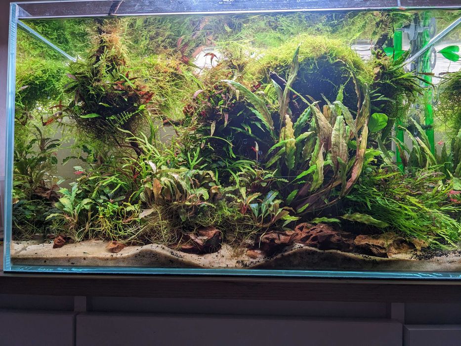 cryptocoryne jedna z najmniejszych odmian