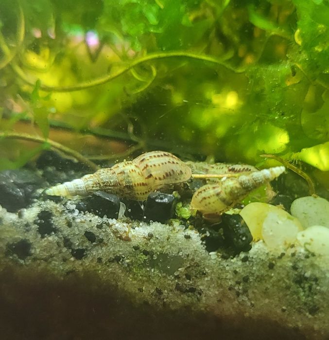 Ślimaki świderki ekipa sprzątająca