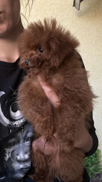 Тикап пудільок