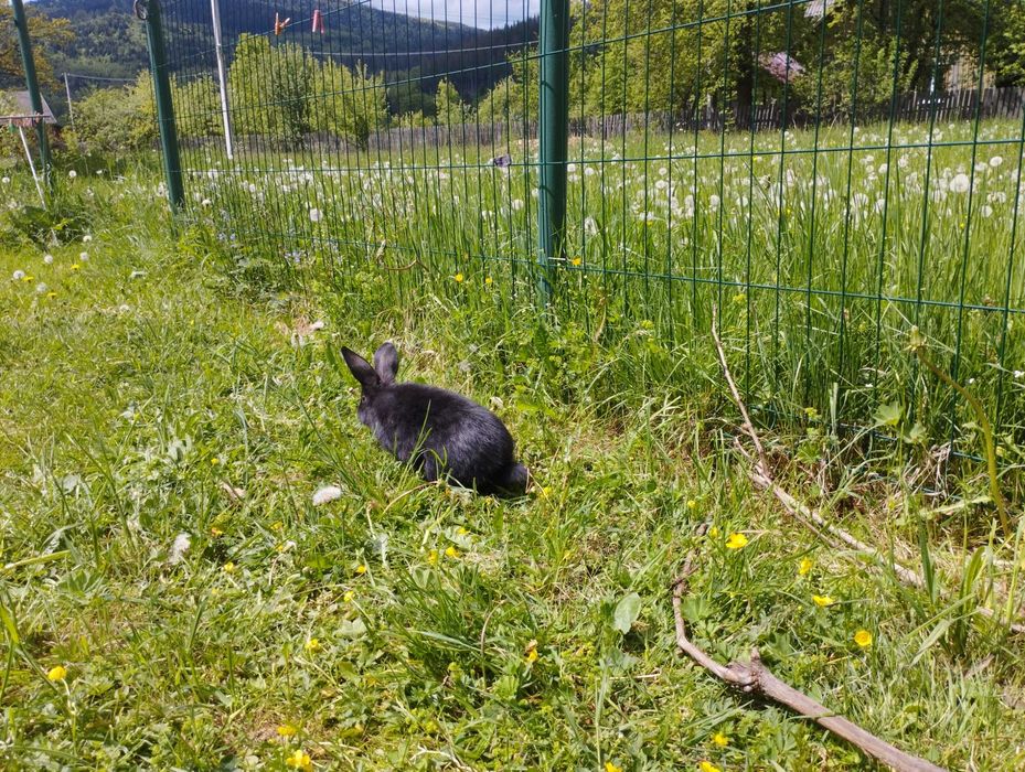 Продаються кролики.