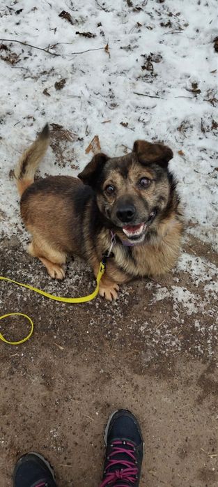 Uszko- wesoły mały i młody  piesek do adopcji