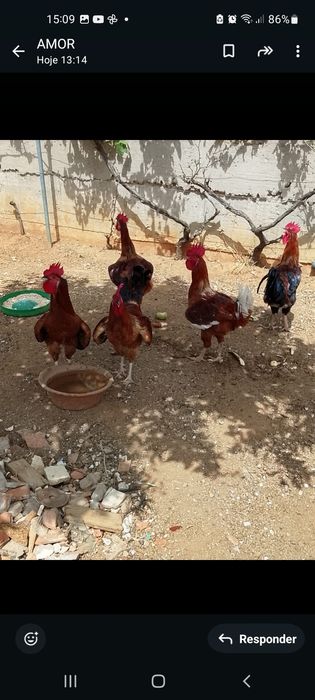 Galinha ,pintinhos e ovos