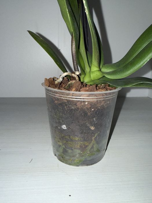 Орхідея Arwen, сортова орхідея, уцінка.