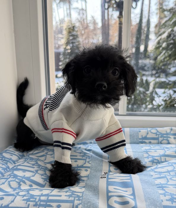 Мальтипу F1 -Слишком хорош чтобы долго ждать