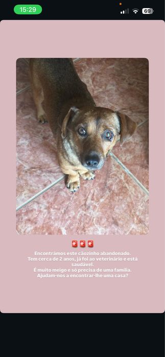 Caozinho para adoção