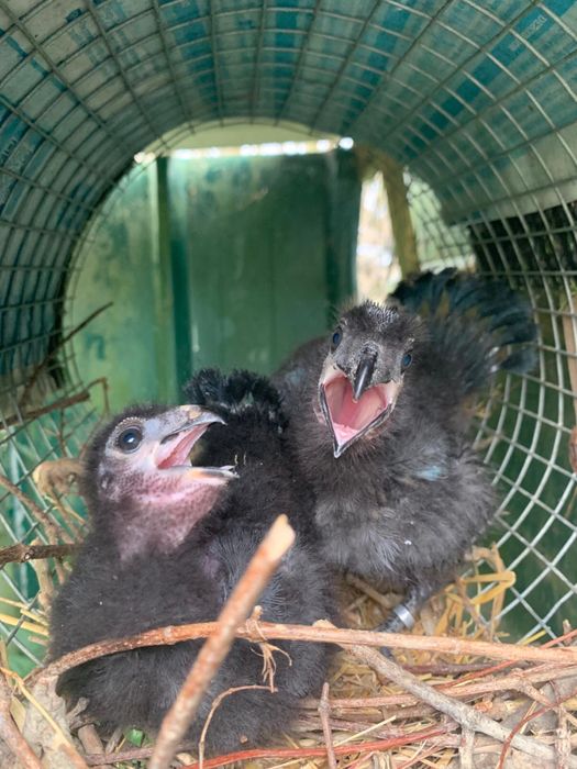 Tauraco leucotis casal 2025