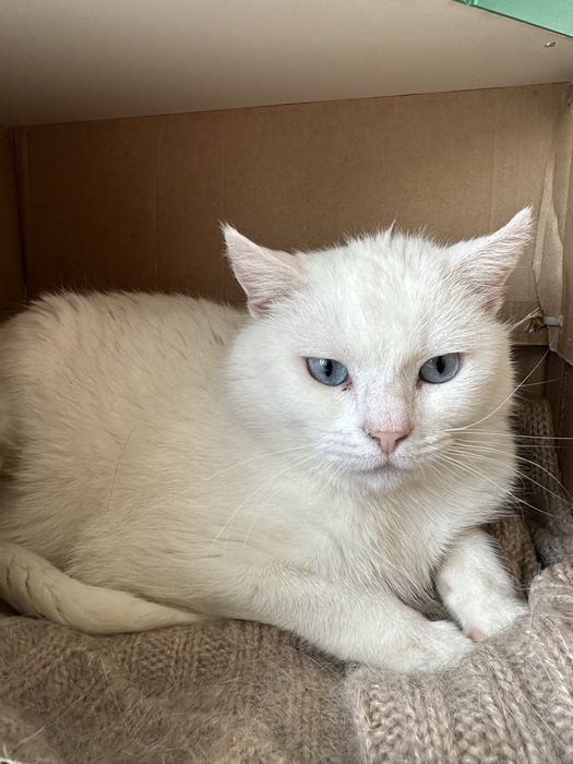 Котик в добрі руки