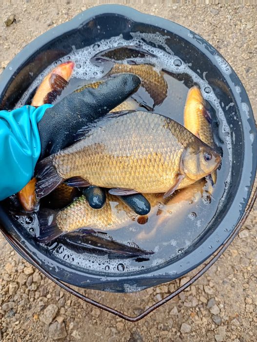 Karp 15cm-35cm . Lin , Amur ,Tołpyga , Karaś złoty.