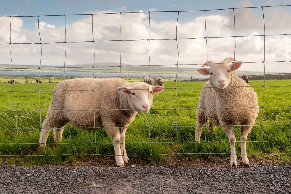 Сітка шарнірна фермерська