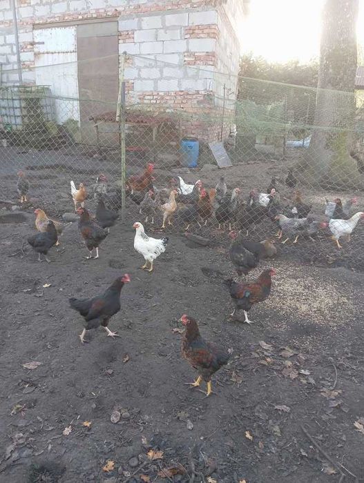 koguty 18 tygodniowe