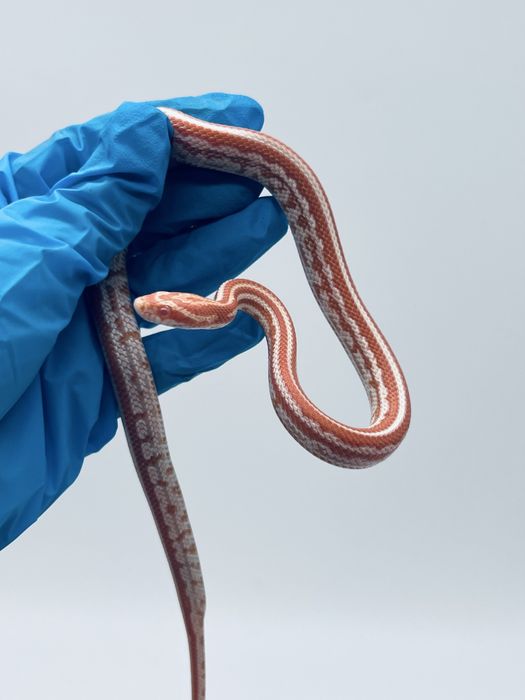 Wąż zbożowy węże zbożowe samica samiec transport