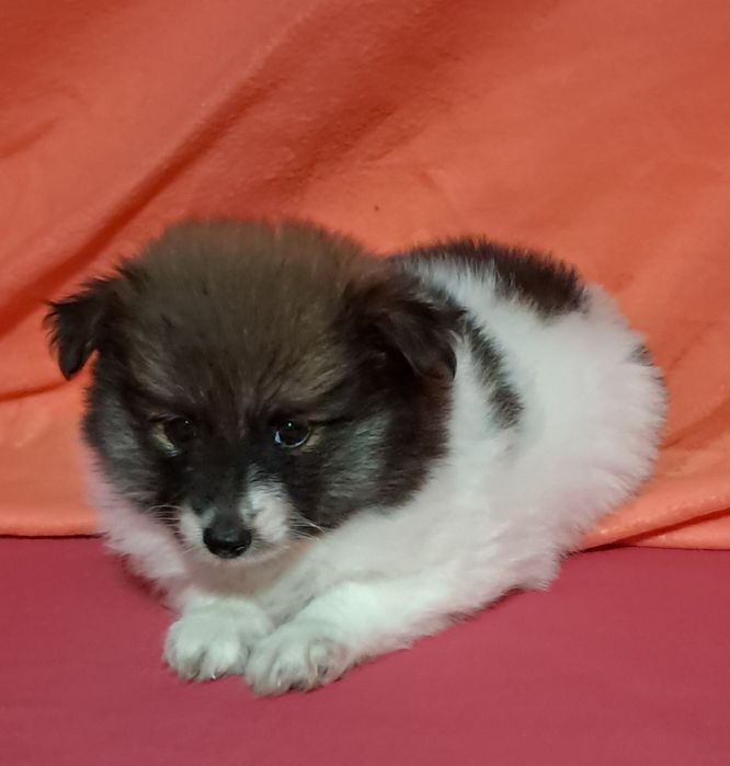 Spitz alemão anão [ lulu da promerania]