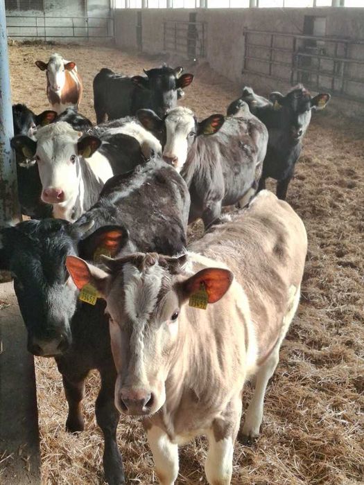 Odsadki jałówki do howu