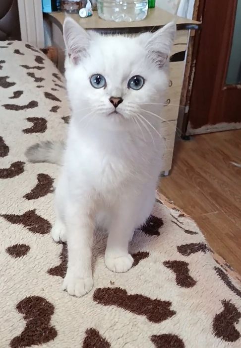 Мальчик шиншилла поинт