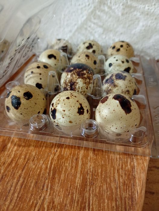 Ovos de codorniz