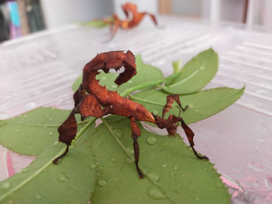 Jaja straszyków australijskich