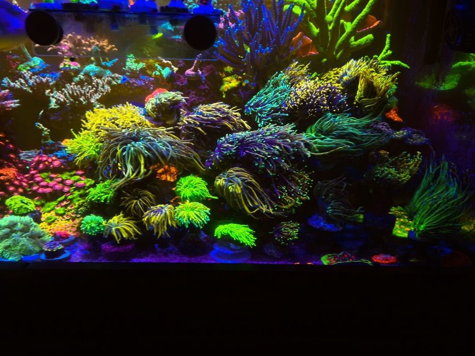 Koralowce różne rodzaje