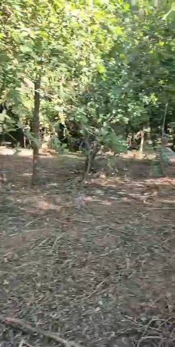 Terreno com casa em ruinas