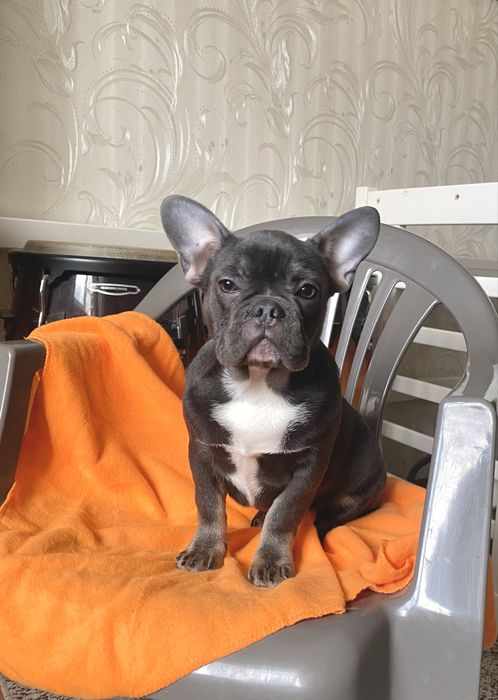 Дівчинка блакитна 4 місяці