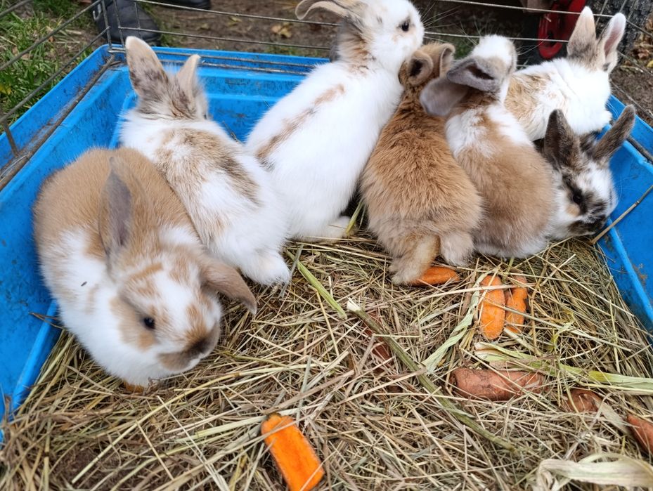 Króliczki miniaturki baranki