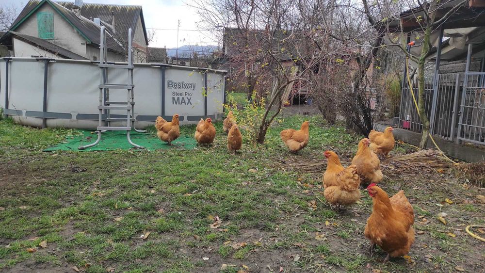 Продаж курей породи Орпінтон.