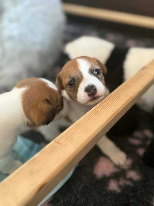 Szczenię Jack Russel Terier