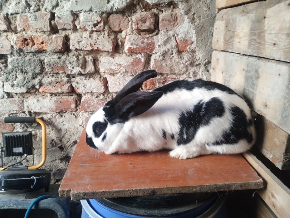 Samica srokacz niemiecki