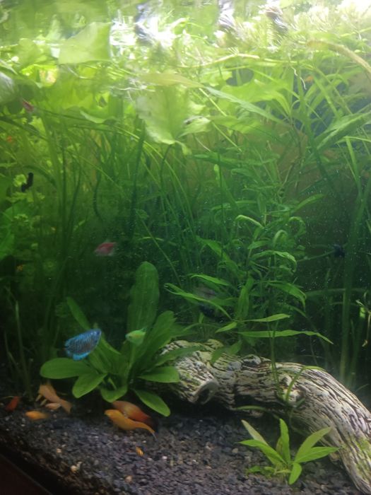 Roślinki do Akwarium