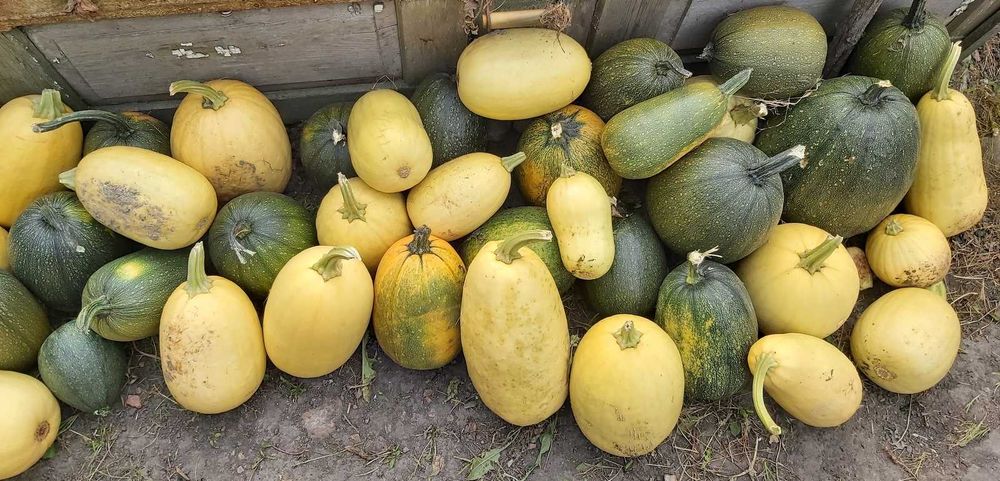 Продам гарбуз на корм тыква