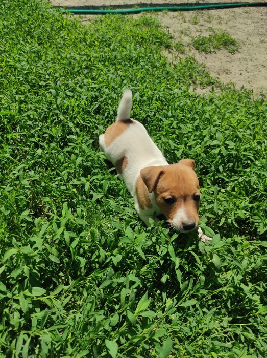 Щенки Джек Рассел тер'єр девочки