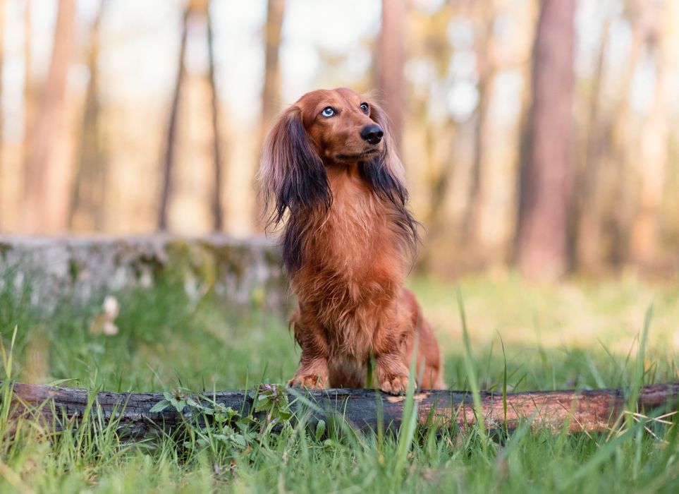 Jamnik długowłosy miniatura