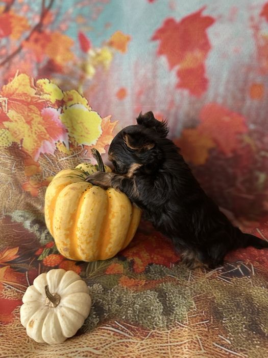 Yorkshire Terrier