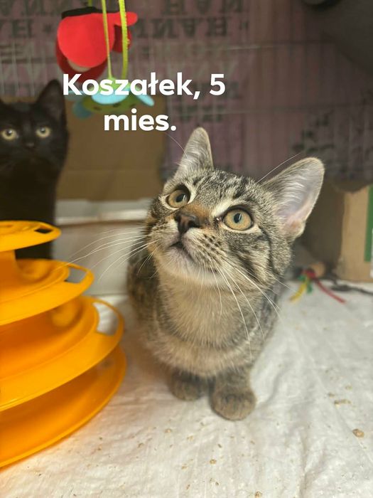 Kocięta szukają domu