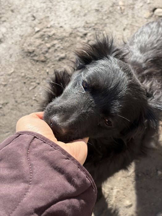 Гарне цуценя дівчинка в добрі руки