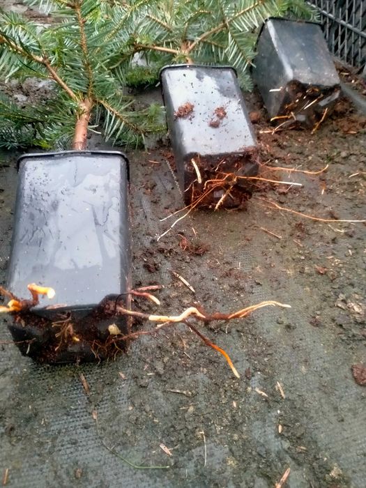 Jodła kaukaska WYSYŁKA Abies nordmanniana Ambrolauri