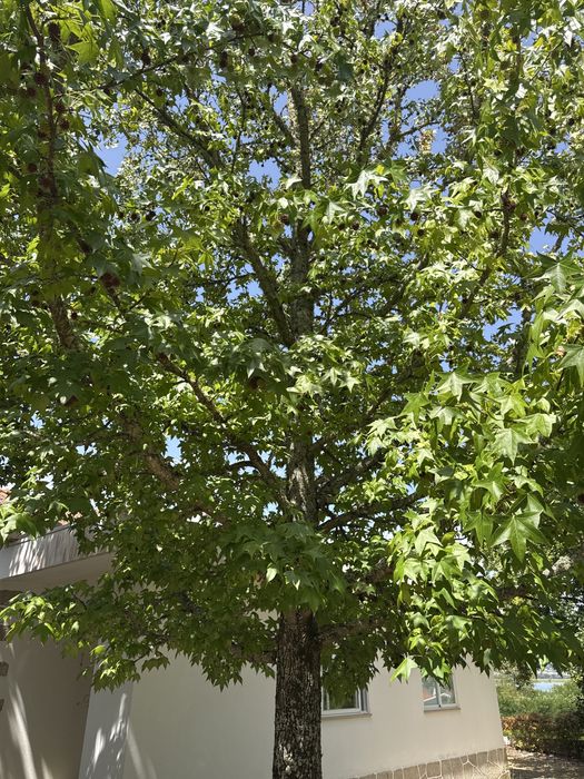 3 Liquidâmbares adultos para transplante – Seixas (Caminha)