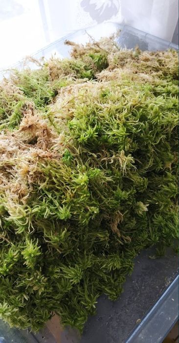 Мох сфагнум цьогорічний