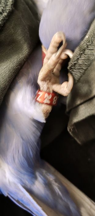 Aleksandrrtta Obrożna Fiolet