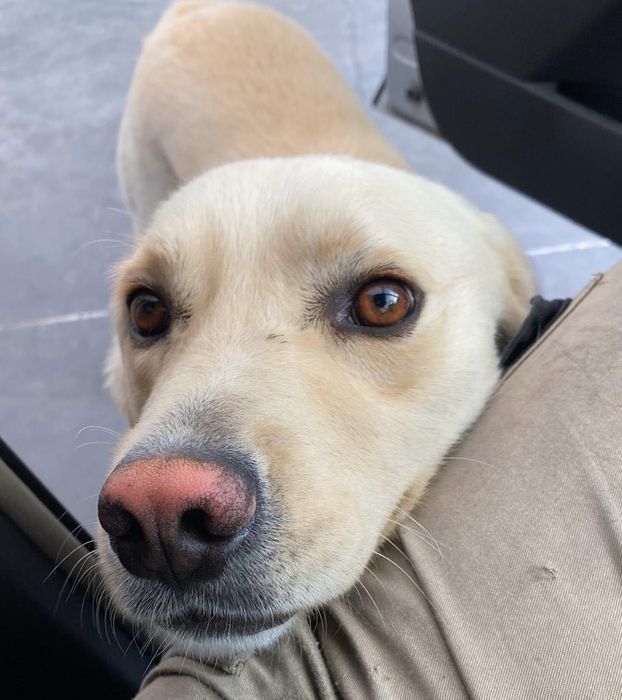 Labrador para adoção responsável