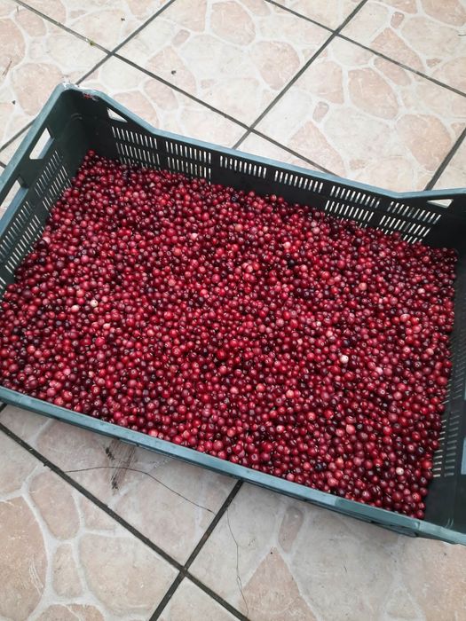 Żurawina bagienna 20 litrów