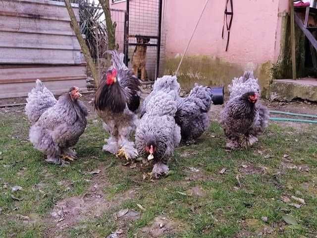 Інкубаційне яйце (курчата). Кохінхін: ізабелла, золото, блакитний.