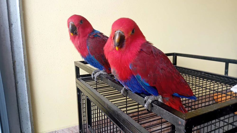 Aves criadas em cativeiro