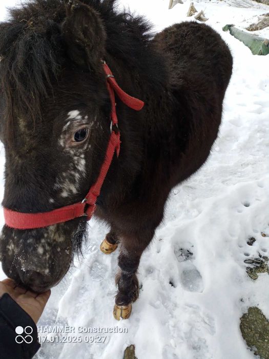 Sprzedam klaczkę kucyka