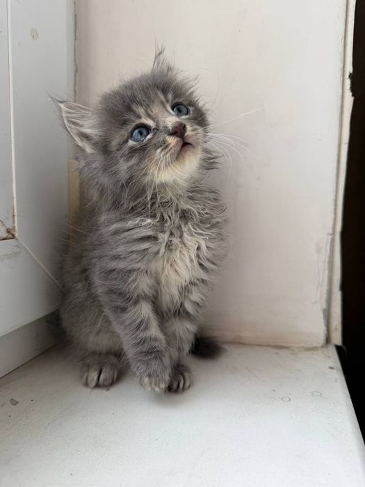 отдам _ котята _ кошки_шони