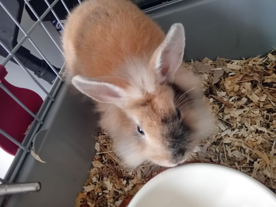 Vendo coelho anao +gaiola e comer