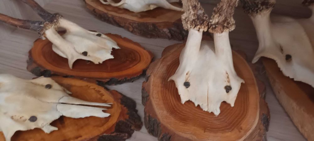 antyki poroza używane